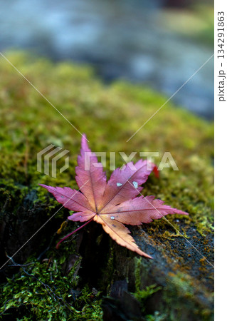 地面に落ちた紅葉のモミジ 地面に落ちた紅葉のモミジ 134291863