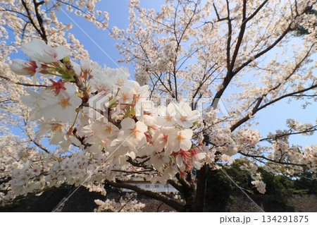 春の訪れを告げる満開の桜 日本の春 春の訪れを告げる満開の桜 日本の春 134291875