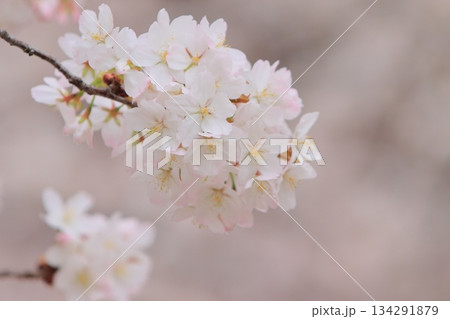 春の訪れを告げる満開の桜 日本の春 春の訪れを告げる満開の桜 日本の春 134291879