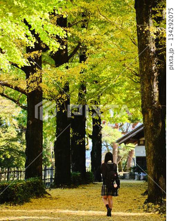 銀杏並木で写真を撮る女子高生 銀杏並木で写真を撮る女子高生 134292075