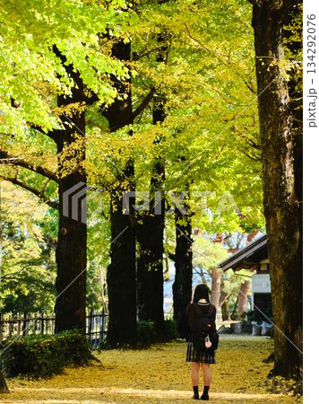 銀杏並木で写真を撮る女子高生 銀杏並木で写真を撮る女子高生 134292076