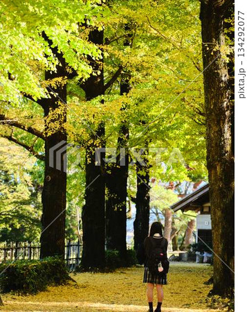 銀杏並木で写真を撮る女子高生 銀杏並木で写真を撮る女子高生 134292077