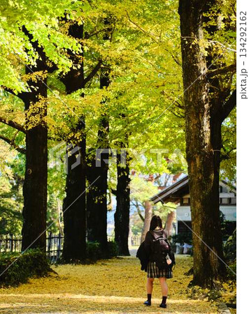 銀杏並木で写真を撮る女子高生 134292162