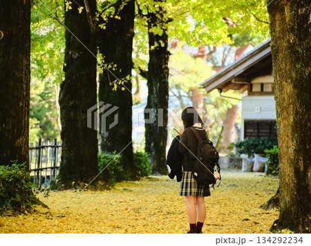 銀杏並木で写真を撮る女子高生 134292234