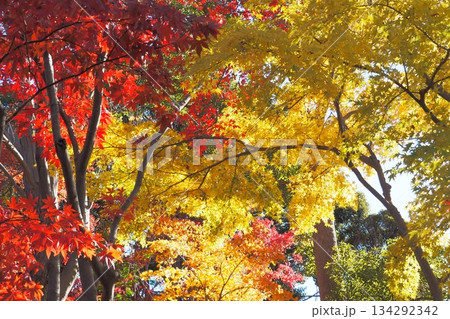 鮮やかな紅葉　秋風景　初冬 134292342