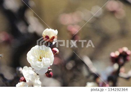 春の訪れ 134292364