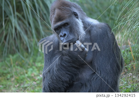 この問題は解き方が分からないなあと困惑するゴリラ 134292415