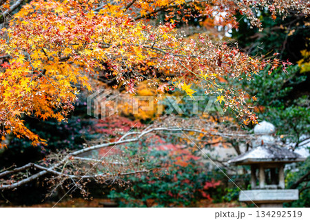 晩秋のモミジと石灯籠の日本の庭園風景 134292519