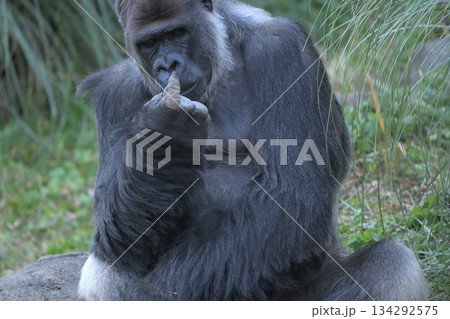 人差し指になにがついているのかを見つめるゴリラ 人差し指になにがついているのかを見つめるゴリラ 134292575