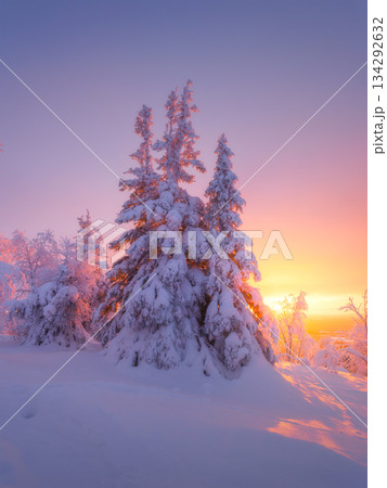 Nature in the north. Snowdrifts with fluffy snow. Winter wonderland. Trees covered with snow. Nature in the north. Snowdrifts with fluffy snow. Winter wonderland. Trees covered with snow. 134292632