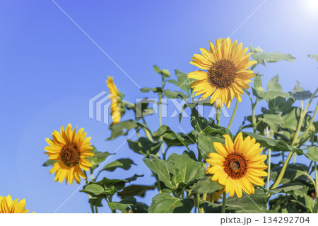ひまわりと青空 134292704