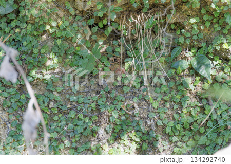 壁面を覆う小さな緑の葉の植物、生命力あふれる自然の背景 134292740