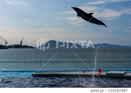 四国水族館 (24) 134292987