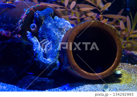 四国水族館 (20) 四国水族館 (20) 134292993