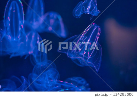 四国水族館 (37) 四国水族館 (37) 134293000