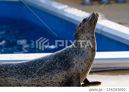 四国水族館 (11) 134293002