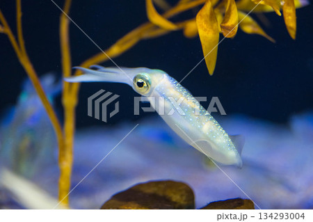 四国水族館 (03) 四国水族館 (03) 134293004