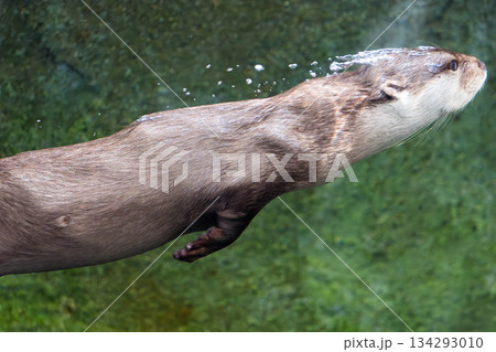 四国水族館 (09) 四国水族館 (09) 134293010