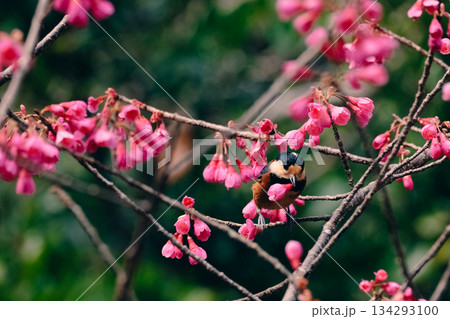春の訪れを告げる桜と山雀 134293100
