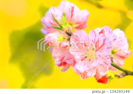 美しいピンクの花桃 美しいピンクの花桃 134293149