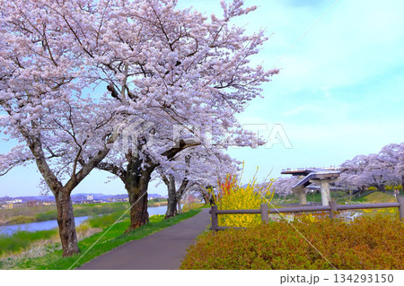 爽やかな青空と満開の桜並木 爽やかな青空と満開の桜並木 134293150