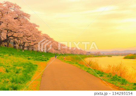 夕日に染まる一目千本桜と白石川の川面 夕日に染まる一目千本桜と白石川の川面 134293154