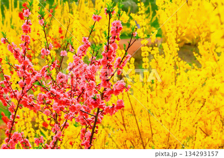 レンギョウ背景の赤い花桃 134293157