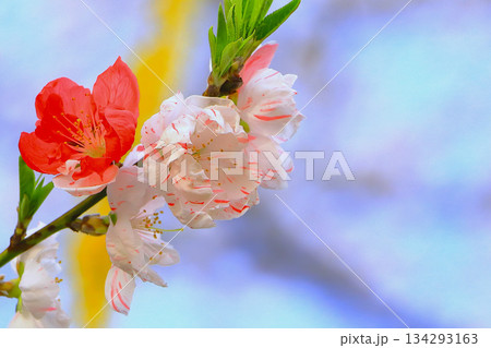青空に映える美しい花桃 134293163