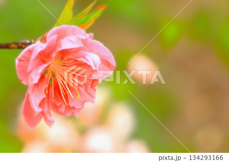 美しいピンクの花桃 美しいピンクの花桃 134293166