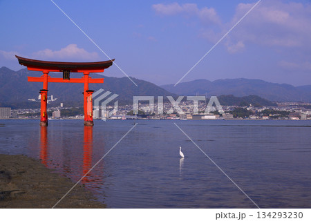 安芸の宮島・厳島神社大鳥居 安芸の宮島・厳島神社大鳥居 134293230