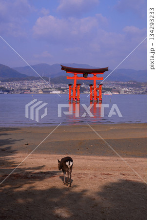 安芸の宮島・厳島神社大鳥居 134293233
