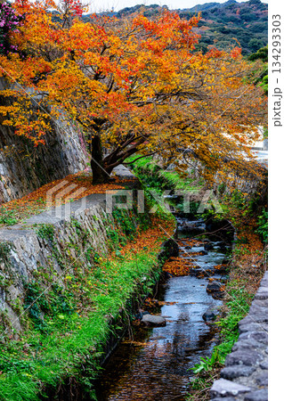 石垣に挟まれた水路と燃えるような紅葉 石垣に挟まれた水路と燃えるような紅葉 134293303