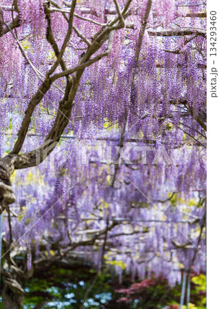 世羅ふじ園 (61) 134293460