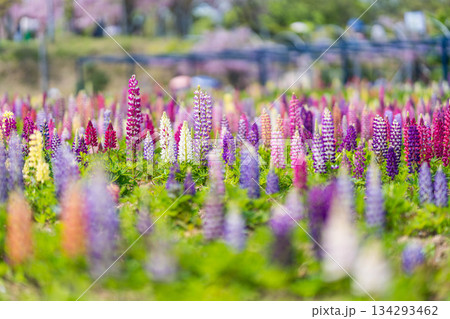 世羅ふじ園 (59) 世羅ふじ園 (59) 134293462