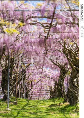 世羅ふじ園 (56) 134293465