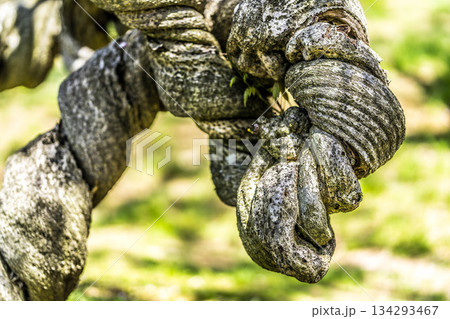 世羅ふじ園 (43) 134293467