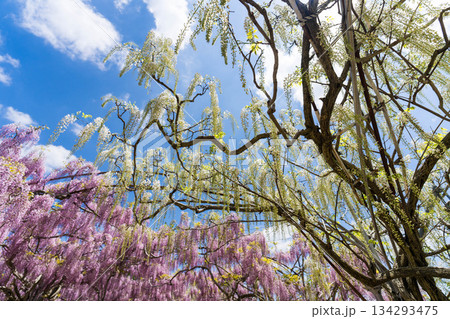 世羅ふじ園 (46) 134293475