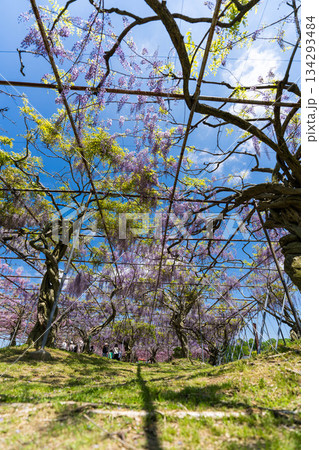 世羅ふじ園 (78) 世羅ふじ園 (78) 134293484