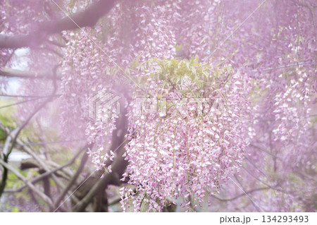 世羅ふじ園 (69) 世羅ふじ園 (69) 134293493