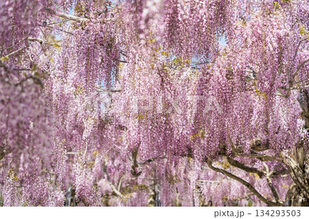 世羅ふじ園 (17) 134293503