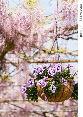 世羅ふじ園 (01) 134293508