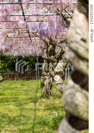 世羅ふじ園 (11) 134293509