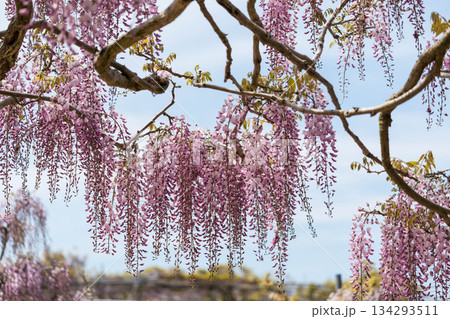 世羅ふじ園 (09) 134293511