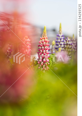 世羅ふじ園 (12) 134293525