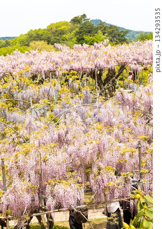 世羅ふじ園 (37) 134293535