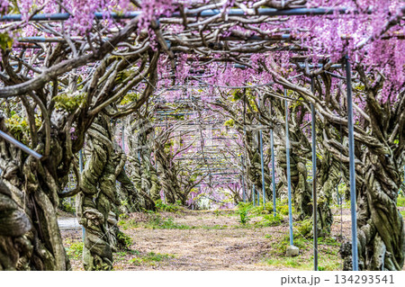 世羅ふじ園 (31) 世羅ふじ園 (31) 134293541