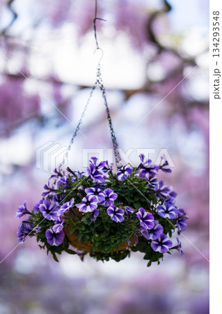 世羅ふじ園 (24) 134293548