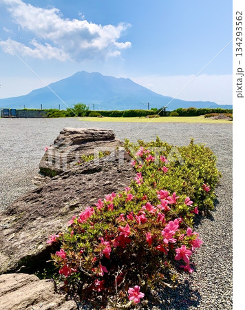 仙巌園庭園越しに望む春、五月の桜島〈仙巌園/鹿児島県鹿児島市〉 134293562