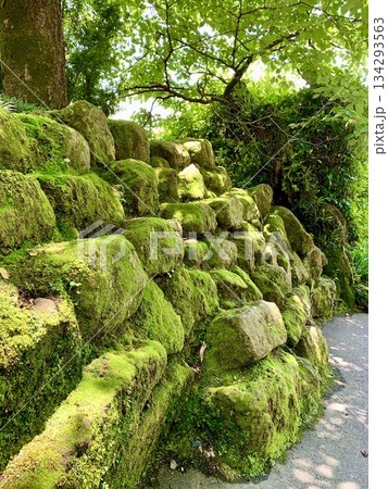 苔むした石積み〈仙巌園/鹿児島県鹿児島市〉 134293563