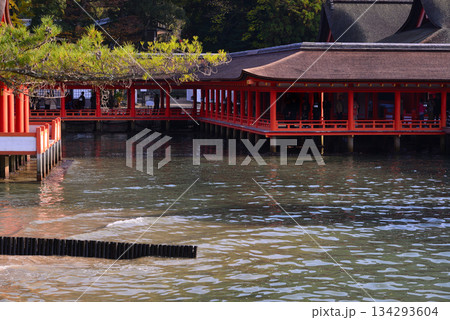 安芸の宮島・厳島神社 134293604